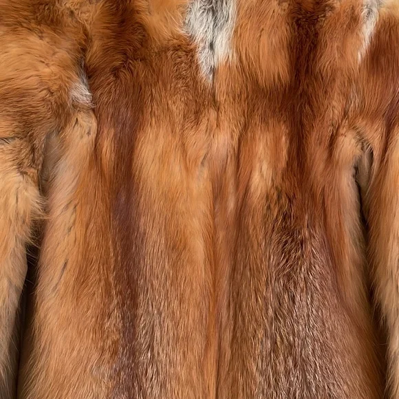 Red Fox - Picture 4 of 5